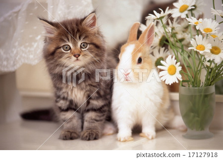 Cute kittens 17127918