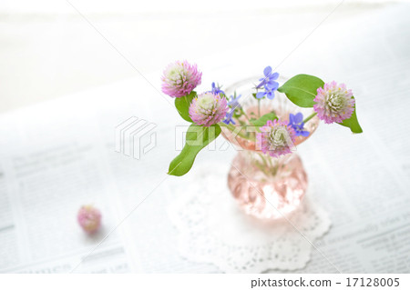 Sennichiko和Lobelia插花 17128005