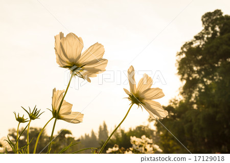 White cosmos flowers White cosmos flowers 17129018