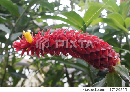 Costus Barbatus 17129225