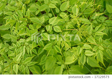 Green leaves wall background 17129573