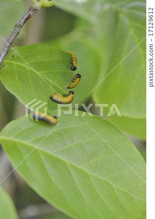 Larva (Kobushishi) 17129612