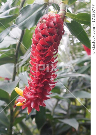 Costus Barbatus bract red 17129777