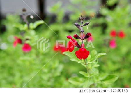 櫻桃鼠尾草 櫻桃鼠尾草 17130185