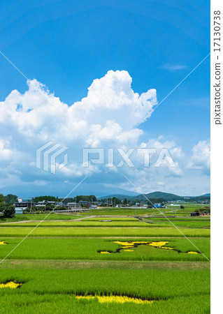 風景_自然 田地_稻田 稻田 鄉村風光 農村場景 稻田 *pixta限定素材僅