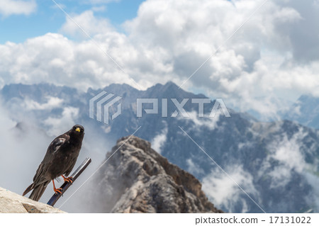 Alpine chough crow 17131022