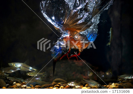 Blue-eared Kingfisher - Male 17131606