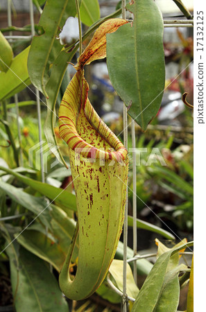 Nepenthes 17132125