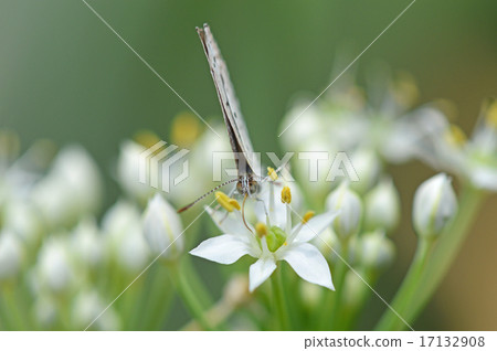 Yamato Shizimi 17132908