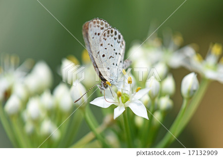 大和Shizimi 大和Shizimi 17132909