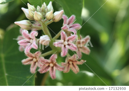 Natural plant potatoes, blossoming weeds, but the flowers that gather and bloom are very beautiful 17132930