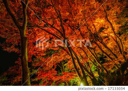 Autumn leaves lit up 17133034
