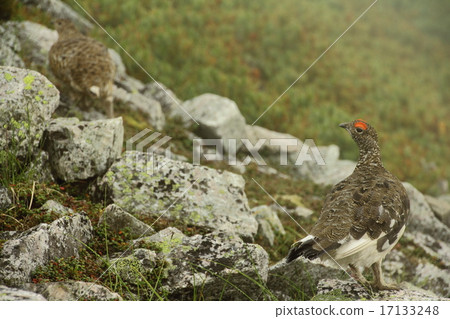 A couple of grouse 17133248