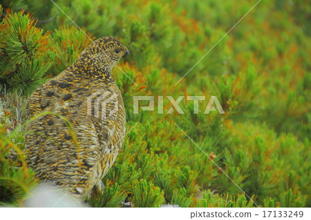 Thunder bird 17133249