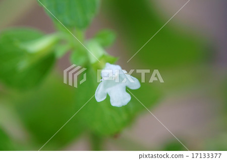 檸檬香蜂草花 17133377