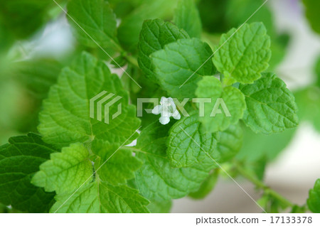 檸檬香蜂草花 17133378