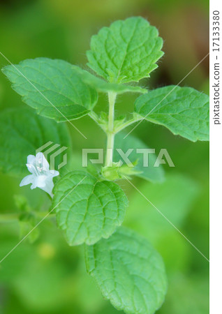 檸檬香蜂草花 檸檬香蜂草花 17133380