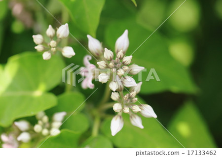 天然植物土豆，嫩芽可以吃燉或上油的魚 17133462