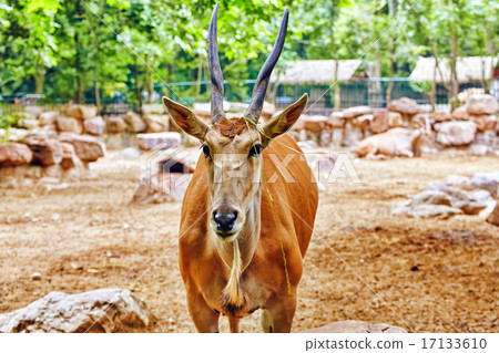 Oryx Gazella. National Forest. 17133610
