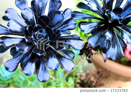 Kurokoyaki _ sesame plant Kurokoyaki _ sesame plant 17133765