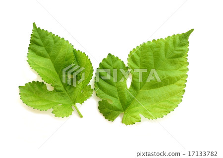 桑葉 桑葉 17133782