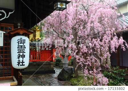 Braised cherry blossoms of Nara Spirit Shrine Braised cherry blossoms of Nara Spirit Shrine 17133802