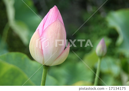 Lotus Lotus 17134175