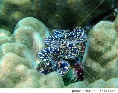 Shellfish Shellfish 17134182