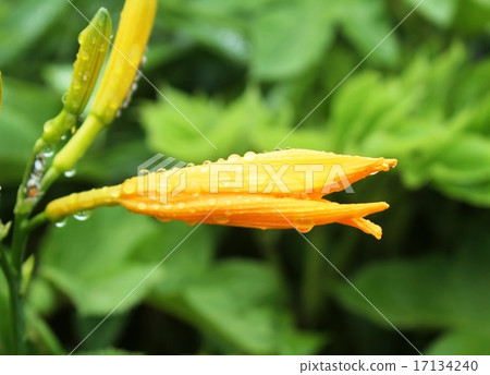 黃花菜 黃花菜 17134240