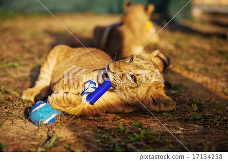 two lion cubs cuddling in nature and plaing with toy two lion cubs cuddling in nature and plaing with toy 17134258