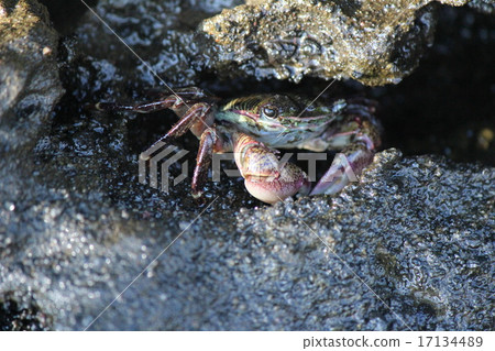 Crabs leisurely at the rocky gaps Crabs leisurely at the rocky gaps 17134489