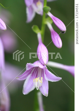 玉簪花 17134551