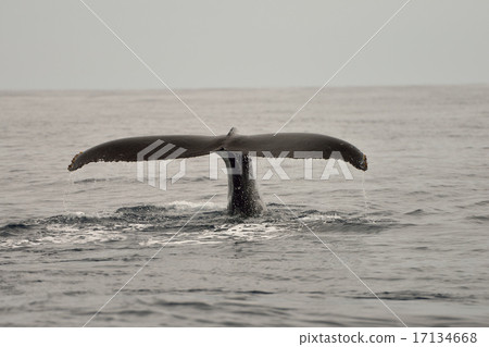 Okinawa Zamami Island Humpback whale's tail clouds 17134668
