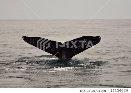 Okinawa Zamami Island Humpback whale's tail clouds Okinawa Zamami Island Humpback whale's tail clouds 17134669