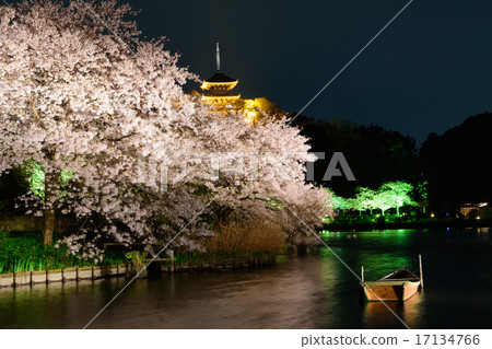 Light up of cherry blossoms at Yokohama Sankei Garden 17134766