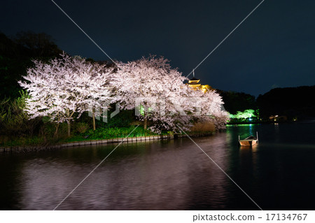 Light up of cherry blossoms at Yokohama Sankei Garden Light up of cherry blossoms at Yokohama Sankei Garden 17134767