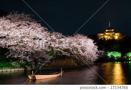 Light up of cherry blossoms at Yokohama Sankei Garden Light up of cherry blossoms at Yokohama Sankei Garden 17134768