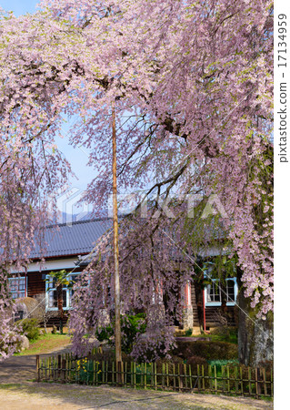 長野飯田I原學校（原山本初中）的櫻花 17134959