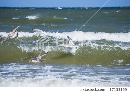 Herring gulls in the breakwater Herring gulls in the breakwater 17135169