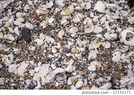 heap of shells heap of shells 17135173