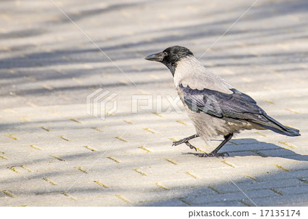 hooded crow ,Corvus corone cornix L. hooded crow ,Corvus corone cornix L. 17135174