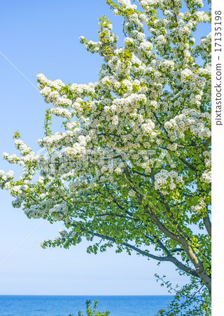Tree at the Baltic Sea Tree at the Baltic Sea 17135198