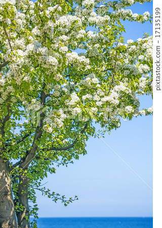 Tree at the Baltic Sea Tree at the Baltic Sea 17135199