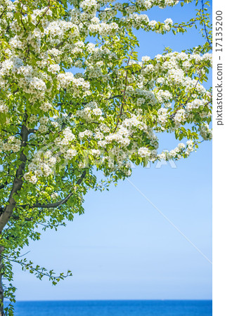 Tree at the Baltic Sea Tree at the Baltic Sea 17135200