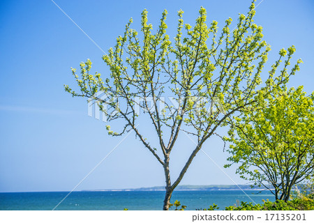 Trees at the Baltic Sea Trees at the Baltic Sea 17135201