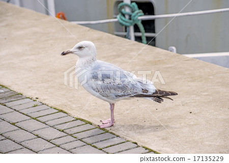 Herring gull, Larus fuscus L. young bird 17135229