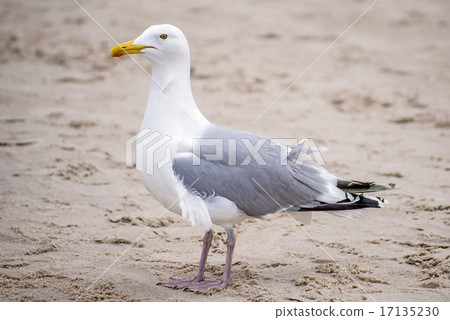 Herring gull on a beach of the Baltic Sea 17135230