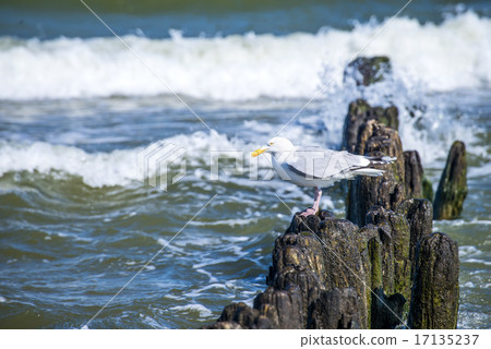 Groins in the Baltic Sea with gull 17135237