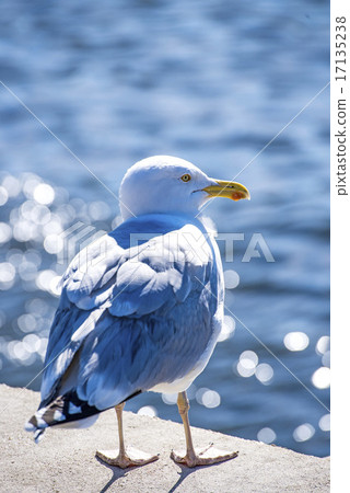 Herring gull in backlighting 17135238