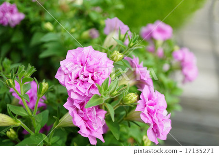 Petunia of the double-bloom 17135271